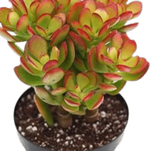 Plant 1