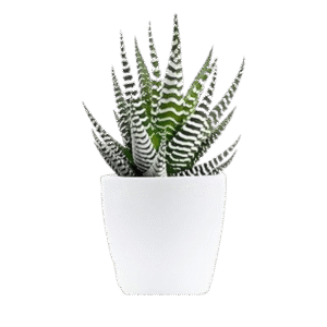 Plant 2