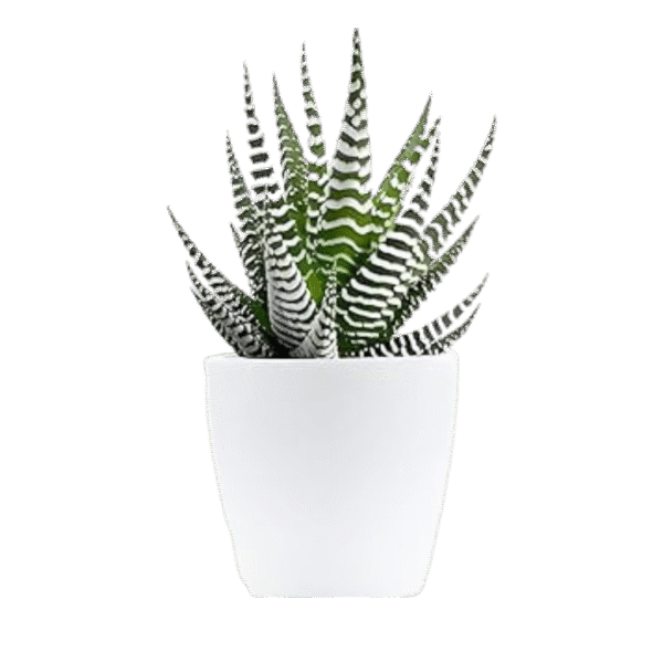 Plant 2