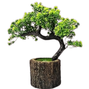 Plant 3